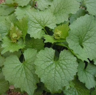 garlic-mustard-sm2