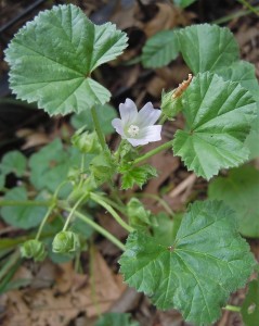 027_Common Mallow_LMeredith