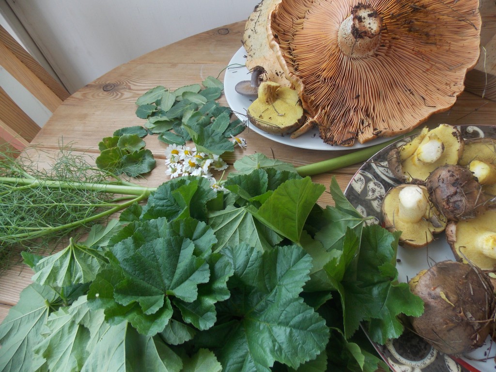 Clockwise from bottom: mallow, wild fennel, pennywort, wild chamomile, eryngo, and blewit, suillus, and saffron milk cap mushrooms