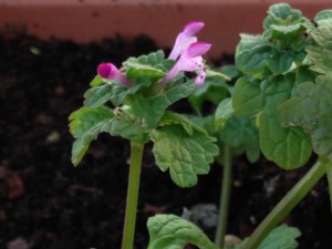 henbit