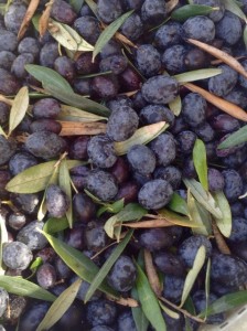 ripe olives sm