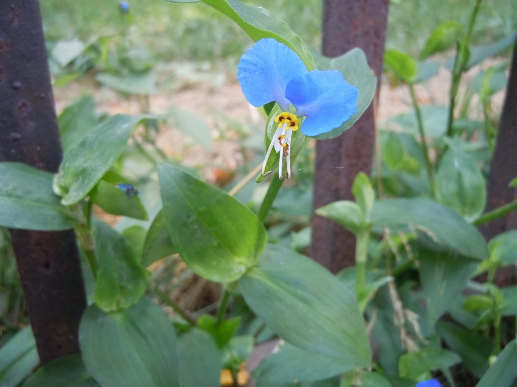 Asiatic dayflower sm