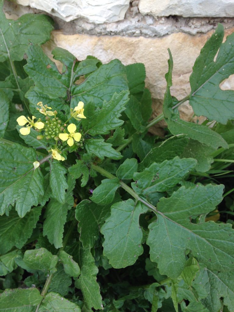 wild mustard plant