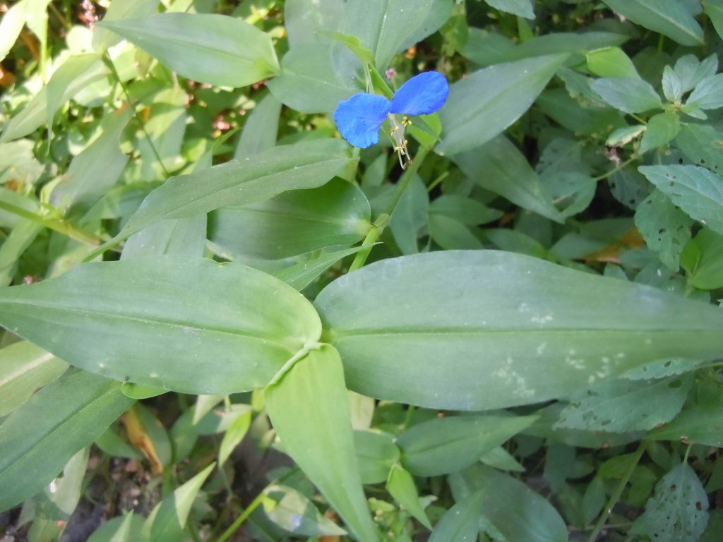 dayflower sm 2