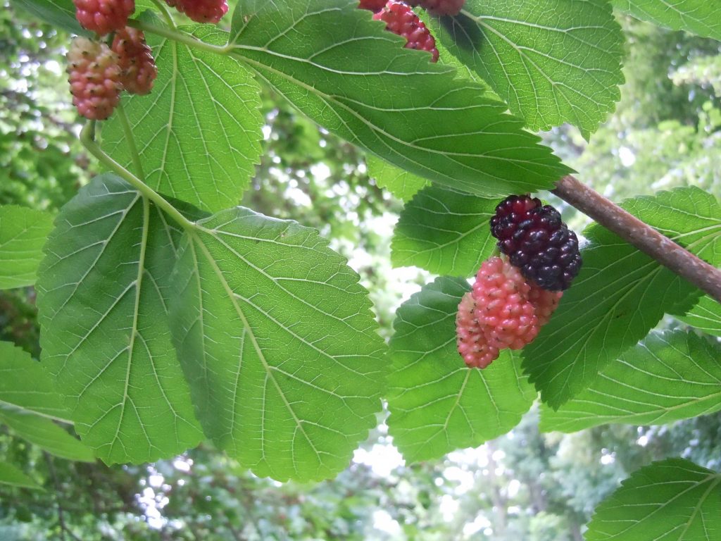 Mulberries at different stages of ripeness