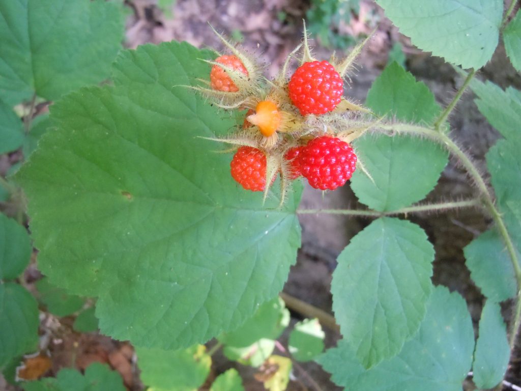 wineberries