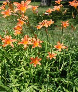 daylily sm
